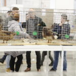 26.01.2019 Kielce. Krajowa Wystawa Gołębi Rasowych i Drobnego Inwentarza / Jarosław Kubalski / Radio Kielce