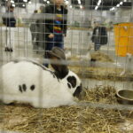 26.01.2019 Kielce. Krajowa Wystawa Gołębi Rasowych i Drobnego Inwentarza / Jarosław Kubalski / Radio Kielce