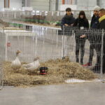 26.01.2019 Kielce. Krajowa Wystawa Gołębi Rasowych i Drobnego Inwentarza / Jarosław Kubalski / Radio Kielce