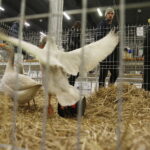 26.01.2019 Kielce. Krajowa Wystawa Gołębi Rasowych i Drobnego Inwentarza / Jarosław Kubalski / Radio Kielce