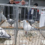 26.01.2019 Kielce. Krajowa Wystawa Gołębi Rasowych i Drobnego Inwentarza / Jarosław Kubalski / Radio Kielce