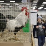 26.01.2019 Kielce. Krajowa Wystawa Gołębi Rasowych i Drobnego Inwentarza / Jarosław Kubalski / Radio Kielce