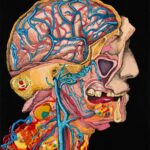 Busko. Wystawa 'Atlas' Marty Antoniak / Nowa Przestrzeń Sztuki / Facebook