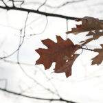 Zima / Marzena Mąkosa / Radio Kielce