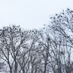 Zima / Marzena Mąkosa / Radio Kielce