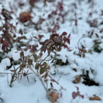 Zima / Marzena Mąkosa / Radio Kielce