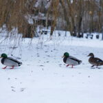 Zima / Marzena Mąkosa / Radio Kielce