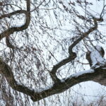 Zima / Marzena Mąkosa / Radio Kielce