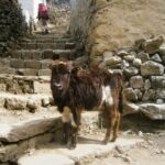 Nepal / Katarzyna Barwicka