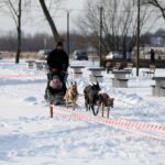 Sandomierz. Na bulwarze nadwiślańskim rzeszowski klubu psich zaprzęgów zorganizował pokazy, zainteresowani mogli skorzystać z przejażdżki psim zaprzęgiem / Grażyna Szlęzak-Wójcik / Radio Kielce
