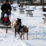 Sandomierz. Na bulwarze nadwiślańskim rzeszowski klubu psich zaprzęgów zorganizował pokazy, zainteresowani mogli skorzystać z przejażdżki psim zaprzęgiem / Grażyna Szlęzak-Wójcik / Radio Kielce