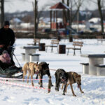 Sandomierz. Na bulwarze nadwiślańskim rzeszowski klubu psich zaprzęgów zorganizował pokazy, zainteresowani mogli skorzystać z przejażdżki psim zaprzęgiem / Grażyna Szlęzak-Wójcik / Radio Kielce