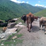 Gruzja / Ludwik Śliwa