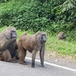 Uganda / Beata Radek