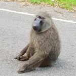 Uganda / Beata Radek