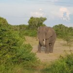 Uganda / Beata Radek