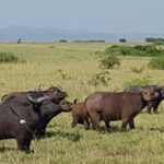 Uganda / Beata Radek