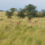 Uganda / Beata Radek