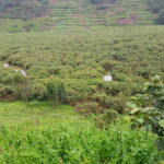 Uganda / Beata Radek