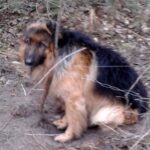 Straż Miejska poszukuje osoby, która w zagajniku w rejonie ul. Siennieńskiej  w Ostrowcu przywiązała psa cienkim drutem do drzewa / Straż Miejska w Ostrowcu