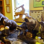 Centrum Edukacji Przyrodniczej w Marculach im. ks. Bp. Jana Chrapka / Anna Głąb / Radio Kielce