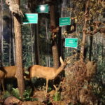 Centrum Edukacji Przyrodniczej w Marculach im. ks. Bp. Jana Chrapka / Anna Głąb / Radio Kielce