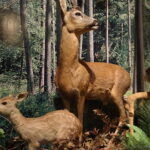 Centrum Edukacji Przyrodniczej w Marculach im. ks. Bp. Jana Chrapka / Anna Głąb / Radio Kielce