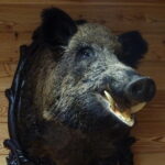 Centrum Edukacji Przyrodniczej w Marculach im. ks. Bp. Jana Chrapka / Anna Głąb / Radio Kielce