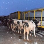 03.12.2016. Krowy na targu w Bodzentynie / Tomasz Piwko / Radio Kielce