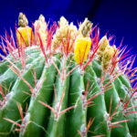 Muzyczne podróże. Maroko południowe / Mirosław Lubarski