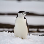 Wyspa Króla Jerzego / Dagmara Bożek-Andryszczak i Piotr Andryszczak