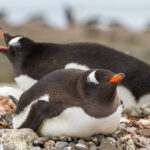 Wyspa Króla Jerzego / Dagmara Bożek-Andryszczak i Piotr Andryszczak