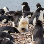 Wyspa Króla Jerzego / Dagmara Bożek-Andryszczak i Piotr Andryszczak