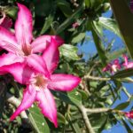 Etiopia południowa / Danuta Rasała i Sławomir Skowron