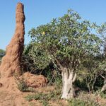 Etiopia południowa / Danuta Rasała i Sławomir Skowron