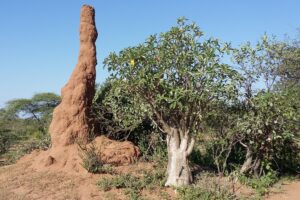 Etiopia południowa / Danuta Rasała i Sławomir Skowron