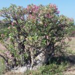 Etiopia południowa / Danuta Rasała i Sławomir Skowron