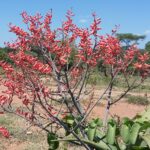 Etiopia południowa / Danuta Rasała i Sławomir Skowron