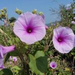 Etiopia południowa / Danuta Rasała i Sławomir Skowron