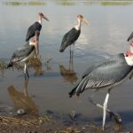 Etiopia południowa / Danuta Rasała i Sławomir Skowron