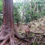 Japonia / Katarzyna Barwicka i Małgorzata Kucz