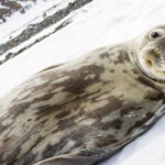 Wyspa Króla Jerzego / Dagmara Bożek-Andryszczak i Piotr Andryszczak