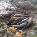 Wyspa Króla Jerzego / Dagmara Bożek-Andryszczak i Piotr Andryszczak