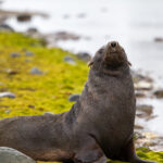 Wyspa Króla Jerzego / Dagmara Bożek-Andryszczak i Piotr Andryszczak