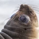 Wyspa Króla Jerzego / Dagmara Bożek-Andryszczak i Piotr Andryszczak