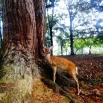 Japonia / Katarzyna Barwicka i Małgorzata Kucz