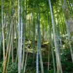 Muzyczne podróże. Japonia / Barbara Libiszowska-Pawlak