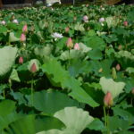 Muzyczne podróże. Japonia / Barbara Libiszowska-Pawlak