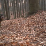 Wilk w obiektywie fotopułapki / Świętokrzyski Park Narodowy