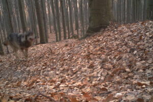 Wilk w obiektywie fotopułapki / Świętokrzyski Park Narodowy